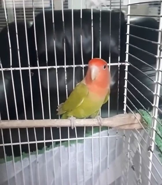 DENİZLİ’DE GERÇEKLEŞTİRİLEN DENETİMLERDE, BELGESİZ PAPAĞANLAR İLE İSTİLACI TÜR KAPSAMINDA BULUNAN...