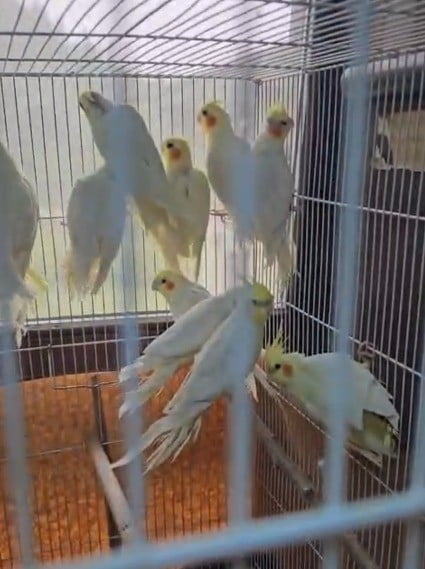 DENİZLİ’DE GERÇEKLEŞTİRİLEN DENETİMLERDE, BELGESİZ PAPAĞANLAR İLE İSTİLACI TÜR KAPSAMINDA BULUNAN...