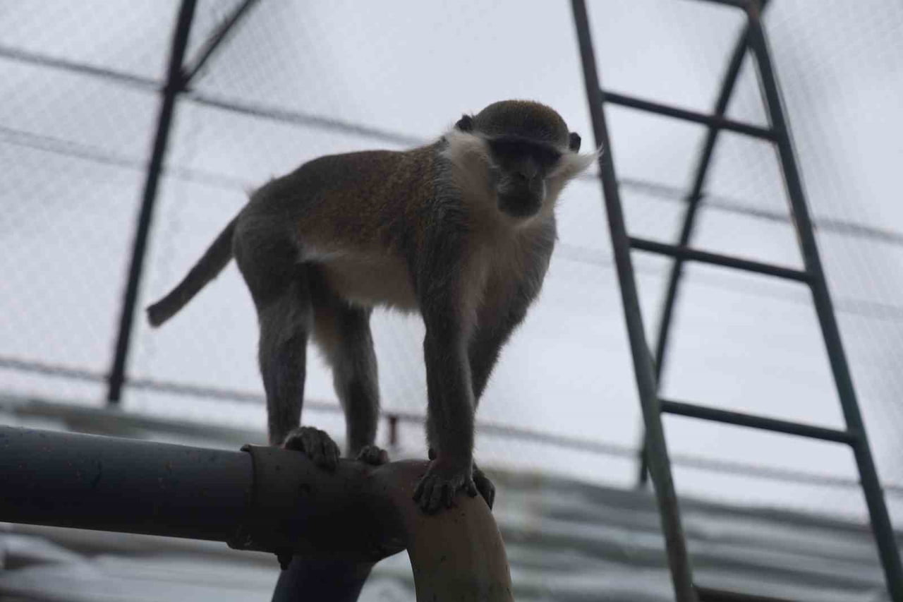 DENİZLİ’DE GÜNLERDİR EKİPLER TARAFINDAN ARANAN FİRARİ MAYMUN, ORMANLIK ALANDA İKİNCİ KEZ...