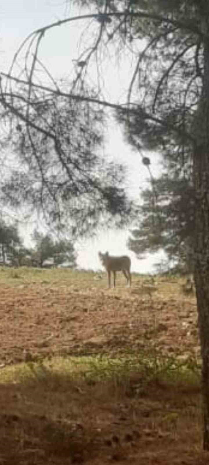 DENİZLİ’NİN BULDAN İLÇESİNDE GEÇTİĞİMİZ AYLARDA ORTAYA ÇIKAN KURT, AYNI BÖLGEDE BİR KEZ DAHA...