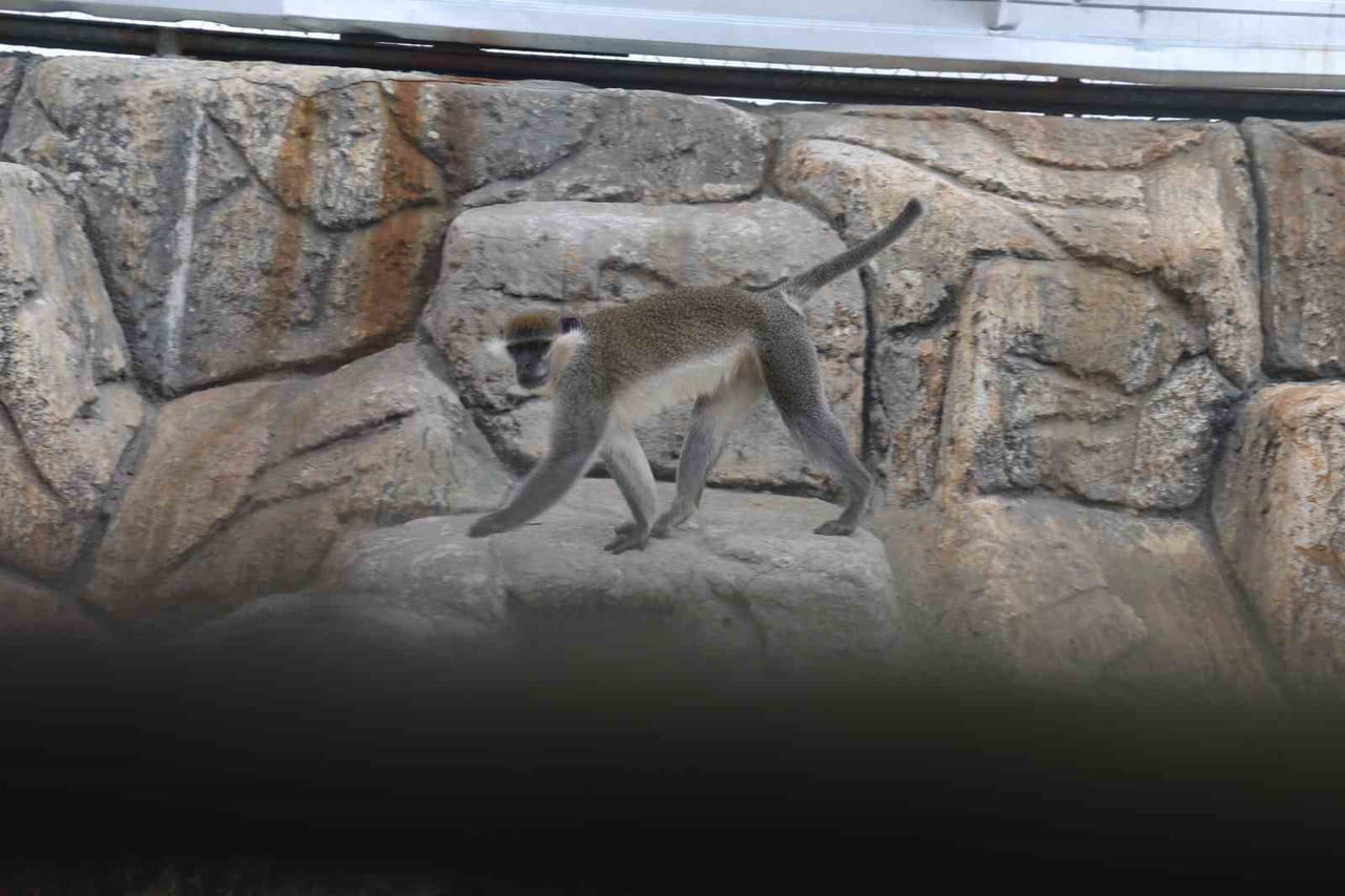 DENİZLİ’NİN ÇİVRİL İLÇESİNDE YAKALANARAK TEDAVİ ALTINA ALINAN ÖRÜMCEK MAYMUNU, İŞLEMLERİNİN...