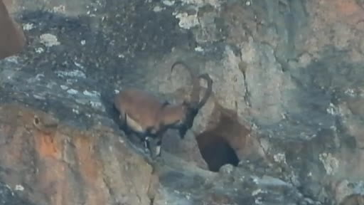 Dev boynuzları engel olmadı: Dağ keçisi dar mağaraya böyle girdi