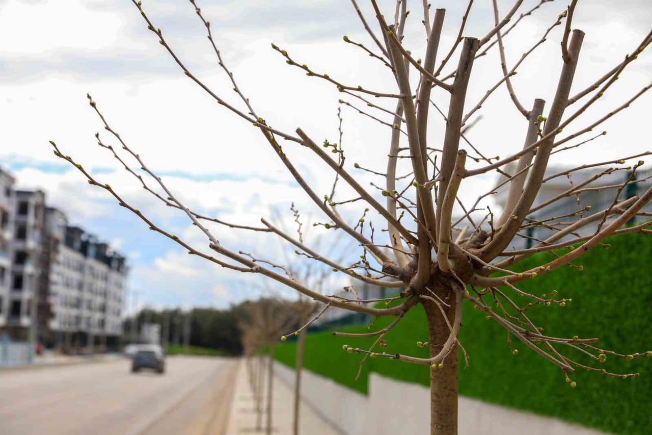 DİYARBAKIR BÜYÜKŞEHİR BELEDİYESİ, SU TÜKETİMİNİ AZALTARAK BİTKİ ÜRETİMİYLE EKOLOJİK YEŞİL ALANLAR...