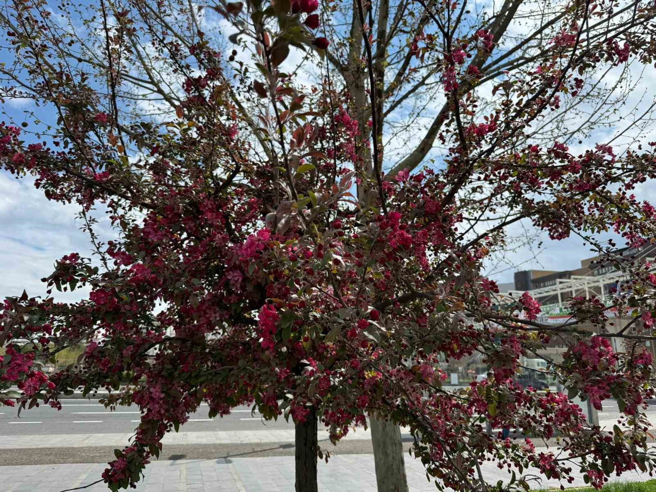 DİYARBAKIR’IN BİRÇOK NOKTASINDA KIRMIZI ÇİÇEKLERİNİ AÇAN SESBANYA AĞAÇLARI, YAZ AYLARININ...