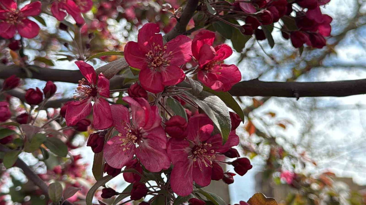 DİYARBAKIR’IN BİRÇOK NOKTASINDA KIRMIZI ÇİÇEKLERİNİ AÇAN SESBANYA AĞAÇLARI, YAZ AYLARININ...
