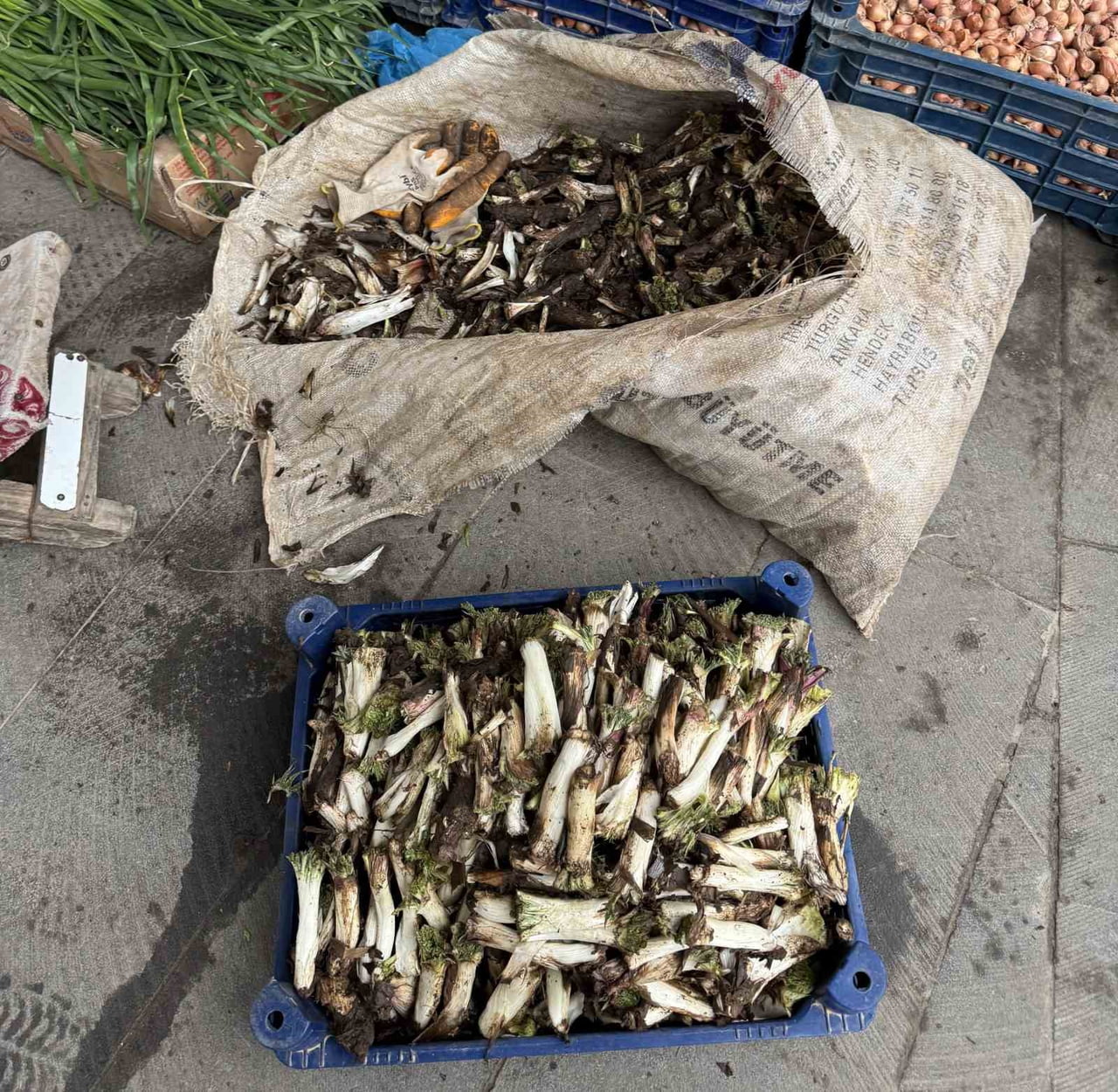 DİYARBAKIR’IN ÇERMİK İLÇESİNDE İLKBAHAR MEVSİMİNDE YETİŞEN KENGERLER VATANDAŞLAR TARAFINDAN...