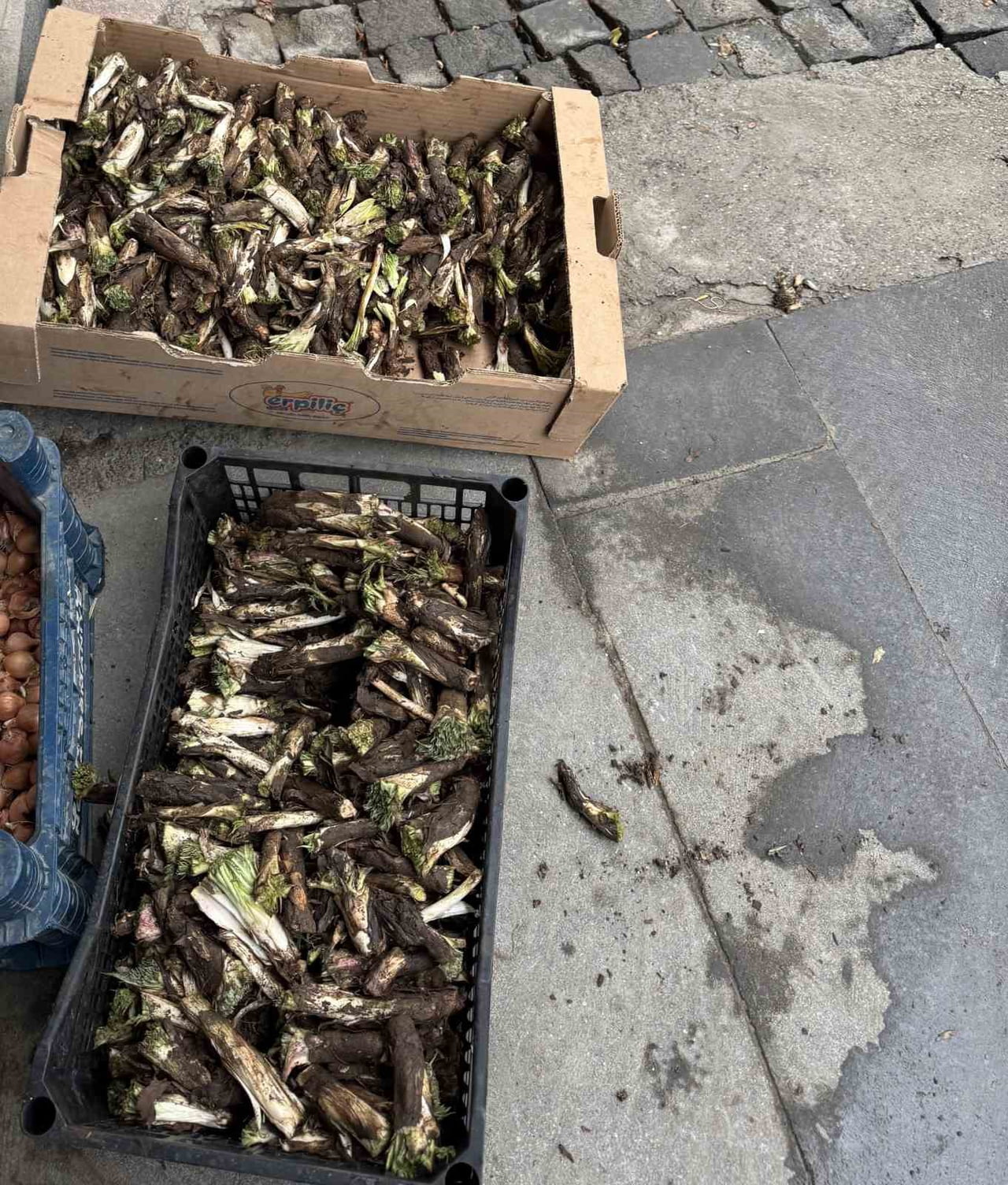 DİYARBAKIR’IN ÇERMİK İLÇESİNDE İLKBAHAR MEVSİMİNDE YETİŞEN KENGERLER VATANDAŞLAR TARAFINDAN...