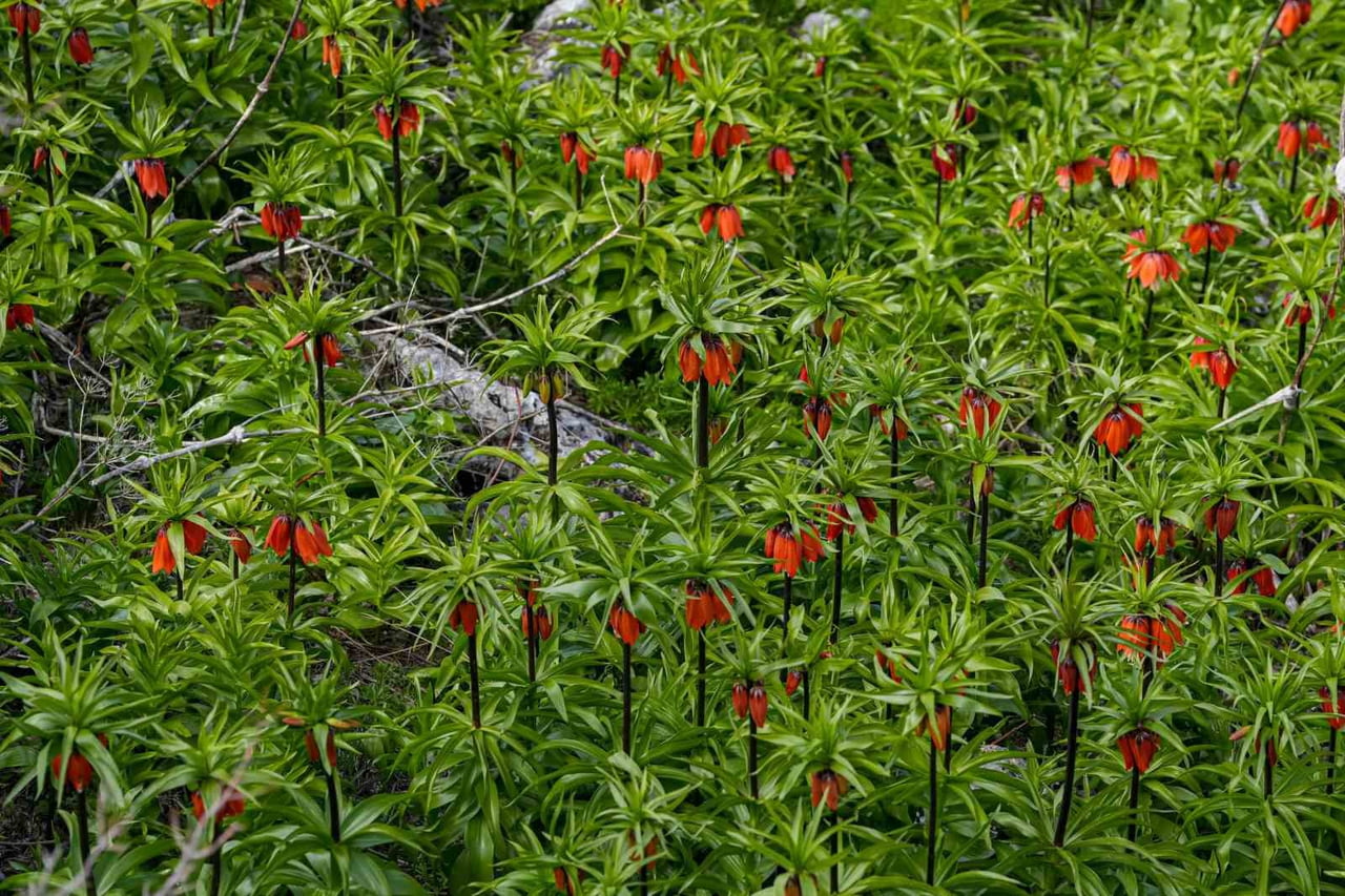 DİYARBAKIR’IN ERGANİ İLÇESİNDEKİ SAKIZ DAĞI, KAYALIKLAR ARASINDA AÇAN TERS LALELERİYLE BAHARDA...
