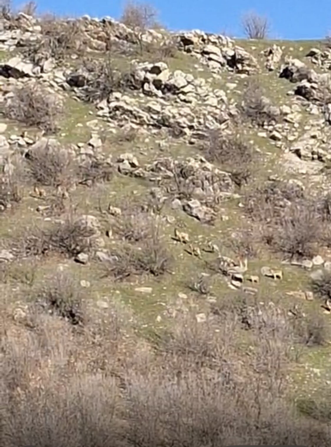 DOĞA GÜZELLİKLERİ İLE ÜNLÜ DİYARBAKIR'IN ÇERMİK İLÇESİ, YABAN HAYVANLARININ MEKANI OLMAYA DEVAM...