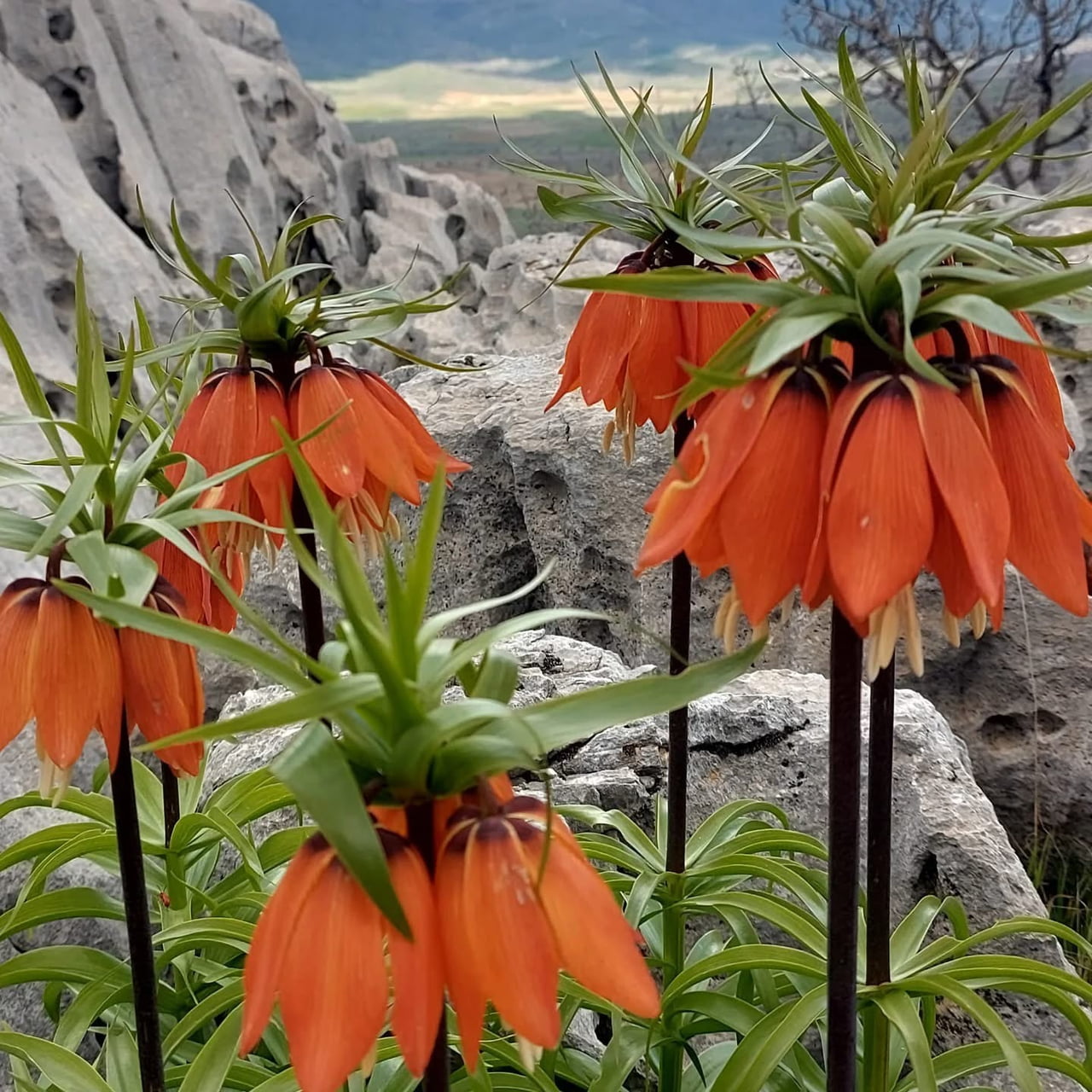 DOĞA GÜZELLİKLERİ İLE ÜNLÜ DİYARBAKIR’IN ÇERMİK İLÇESİNDE YETİŞEN TERS LALELER, GÖRENLERİ HAYTAN...