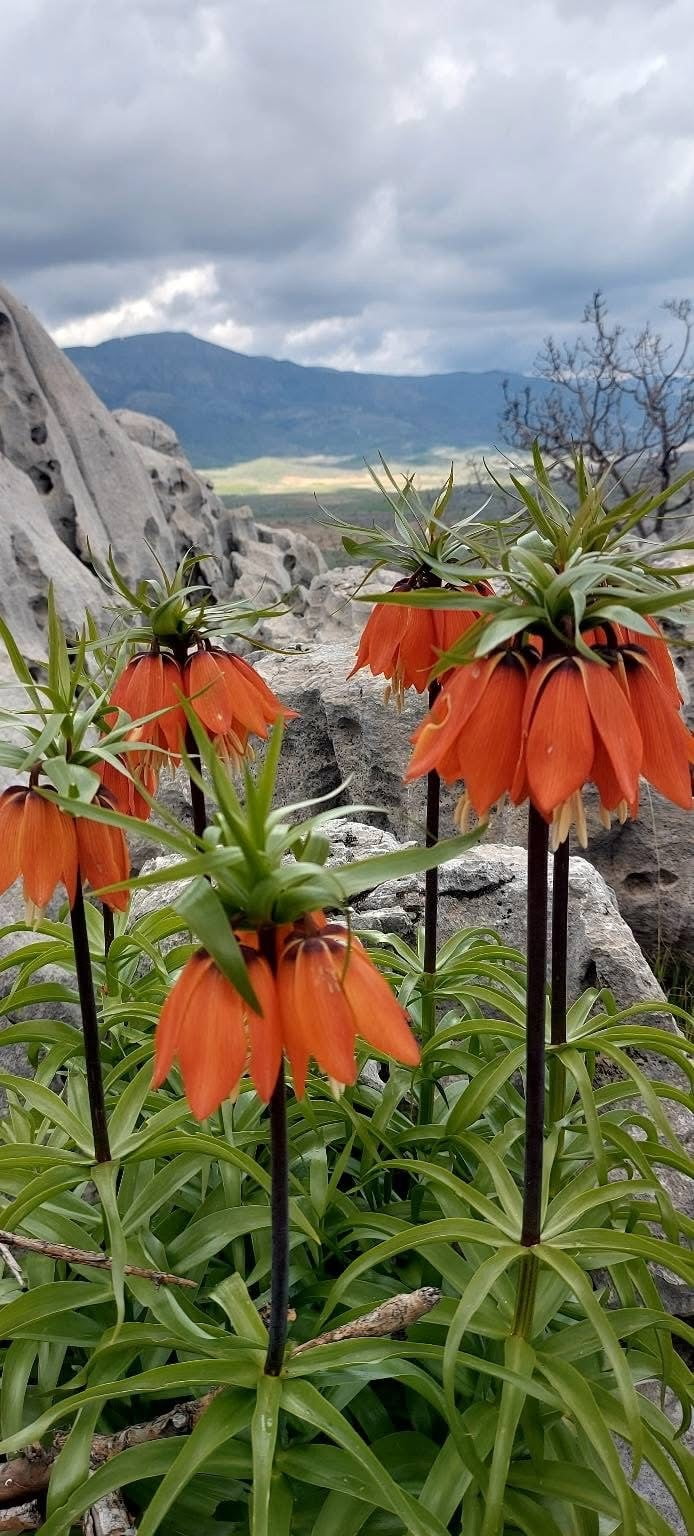 DOĞA GÜZELLİKLERİ İLE ÜNLÜ DİYARBAKIR’IN ÇERMİK İLÇESİNDE YETİŞEN TERS LALELER, GÖRENLERİ HAYTAN...