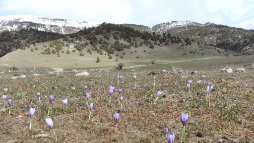 Doğa tutkunlarının bahar yürüyüşü