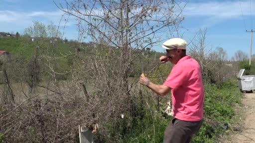 Doğadan topluyor, türkülerle örüyor: 45 yıllık usta dikenli sarmaşıktan balık sepeti...