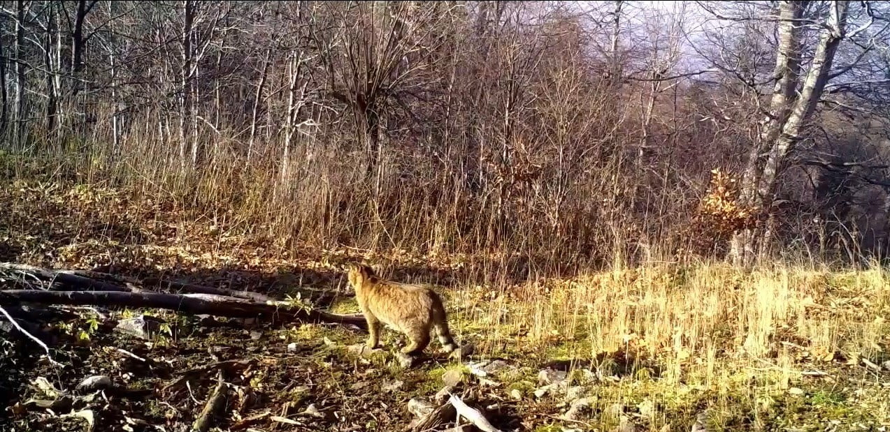 DOĞAL YAŞAMI İZLEMEK VE KORUMA ÇALIŞMALARINA KATKI SAĞLAMAK AMACIYLA ORMANLIK ALANA YERLEŞTİRİLEN...