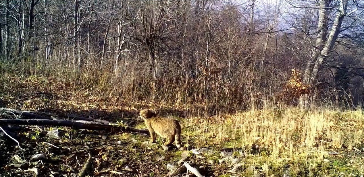 DOĞAL YAŞAMI İZLEMEK VE KORUMA ÇALIŞMALARINA KATKI SAĞLAMAK AMACIYLA ORMANLIK ALANA YERLEŞTİRİLEN...