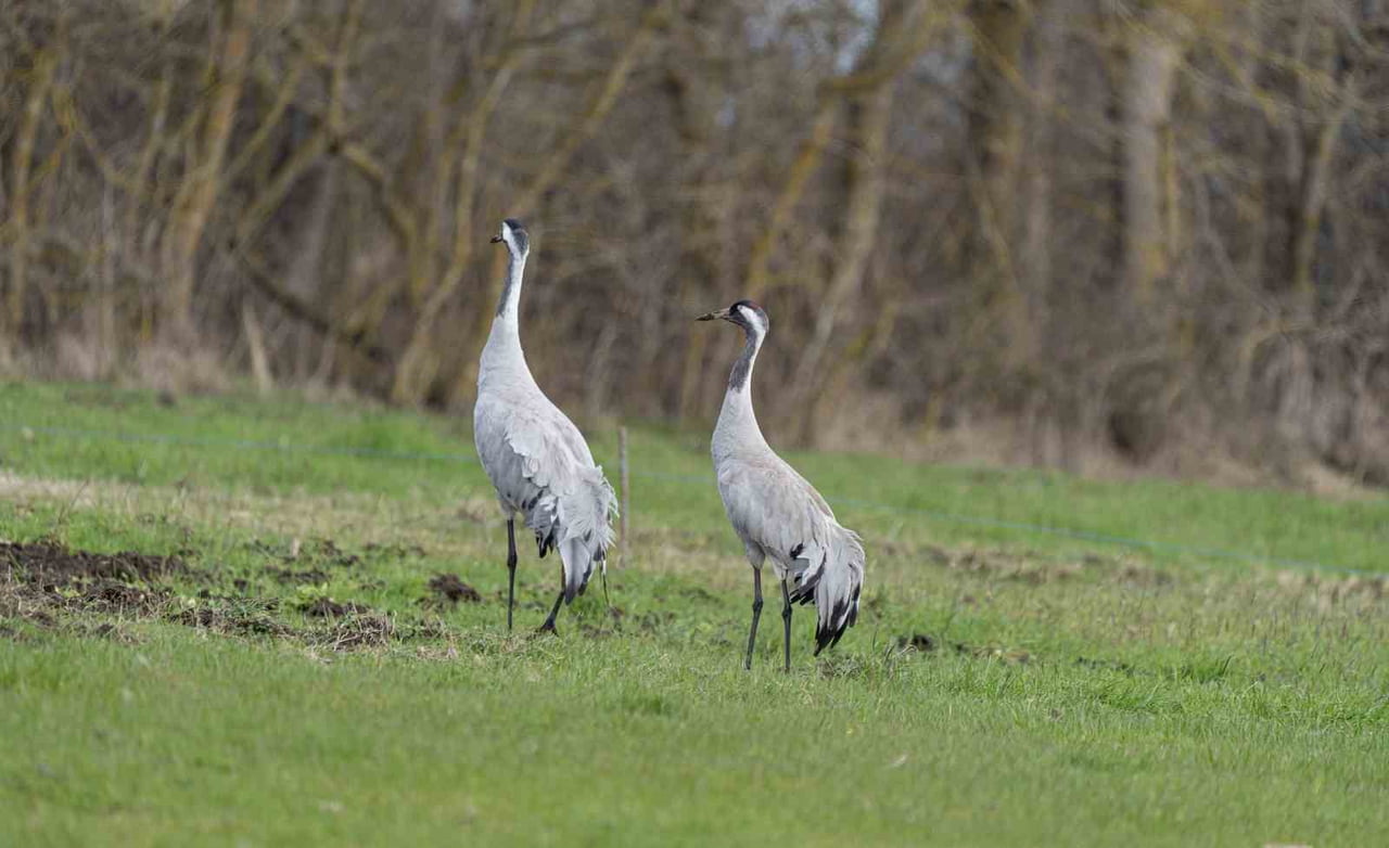 DOĞANIN ZARİF MİSAFİRLERİ OLARAK BİLİNEN TURNA KUŞLARININ KORUNMASINA YÖNELİK ÇALIŞMALAR ARALIKSIZ...