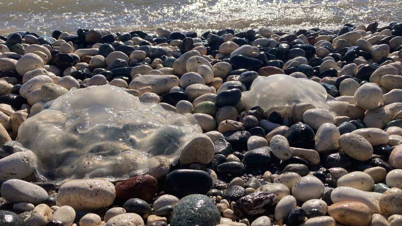 DOĞU AKDENİZ’E 321 KİLOMETRE KIYISI BULUNAN MERSİN’DE SON GÜNLERDE SAHİL HATTINDA DENİZANASI...