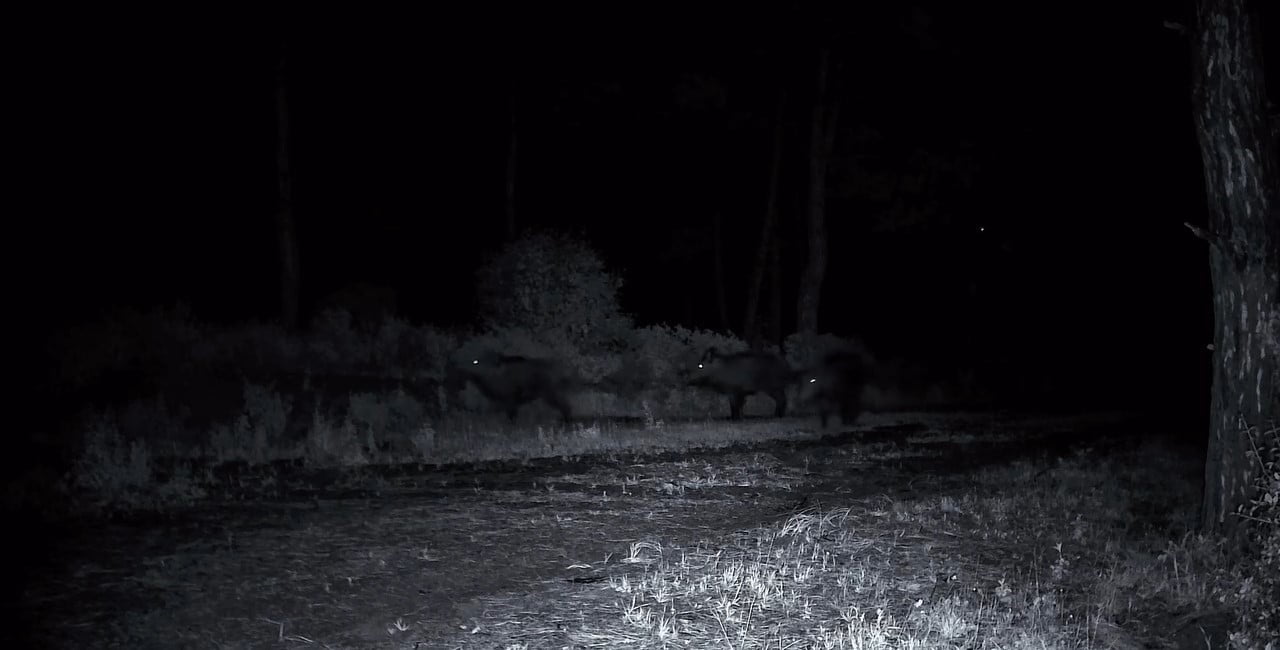 DOMUZ SÜRÜSÜ FOTOKAPANA YAKALANDI