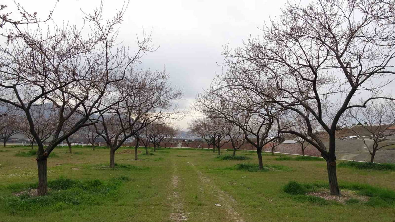 DÜNYA KAYISI BAŞKENTİ OLARAK BİLİNEN MALATYA'DA ÇİÇEKLENME DÖNEMİNE GİREN KAYISIDA ZİRAİ DON...