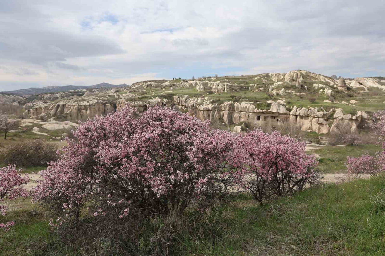 DÜNYACA ÜNLÜ TURİZM MERKEZİ KAPADOKYA, BAHAR AYLARININ GELMESİYLE BİRLİKTE YEŞİLİN HER TONUNA...