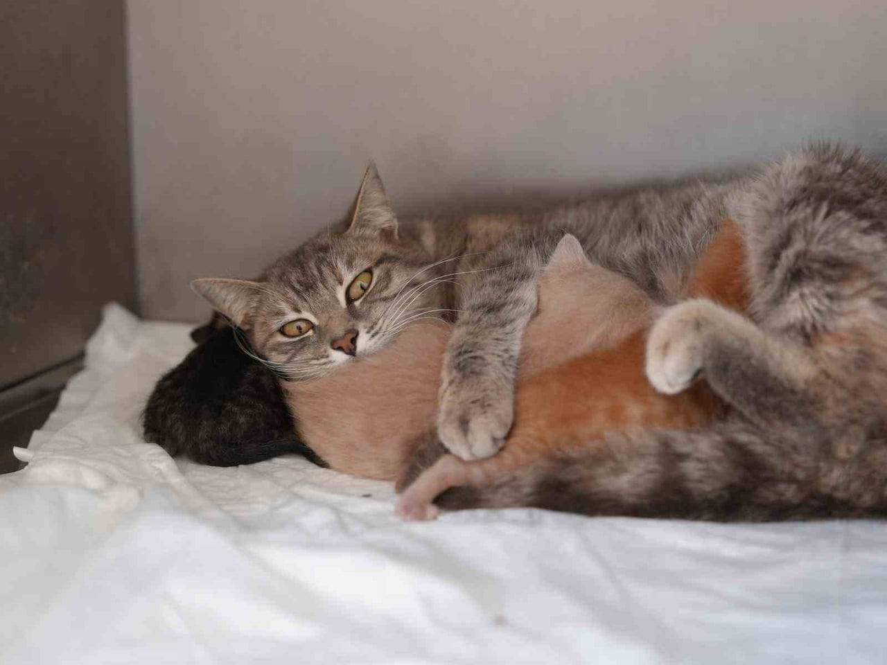 DÜZCE'DE SU KANALINA DÜŞEREK BOĞULMA TEHLİKESİ GEÇİREN VE İTFAİYE EKİPLERİNCE KURTARILAN İKİ YAVRU...