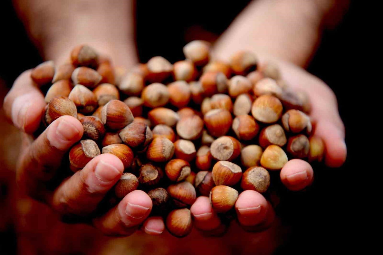 DÜZCE'DEN AVRUPA BİRLİĞİNE ÜYE ÜLKELERE YILIN İLK ÇEYREĞİNDE 2 BİN 784 TON İÇ FINDIK İHRAÇ...