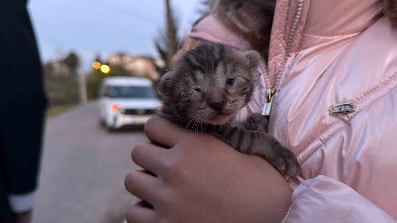 DÜZCE’DE KANALA DÜŞEN İKİ YAVRU KEDİ ÇEVREDE BULUNAN KÜÇÜK KIZ VE BABAANNESİ TARAFINDAN FARK...
