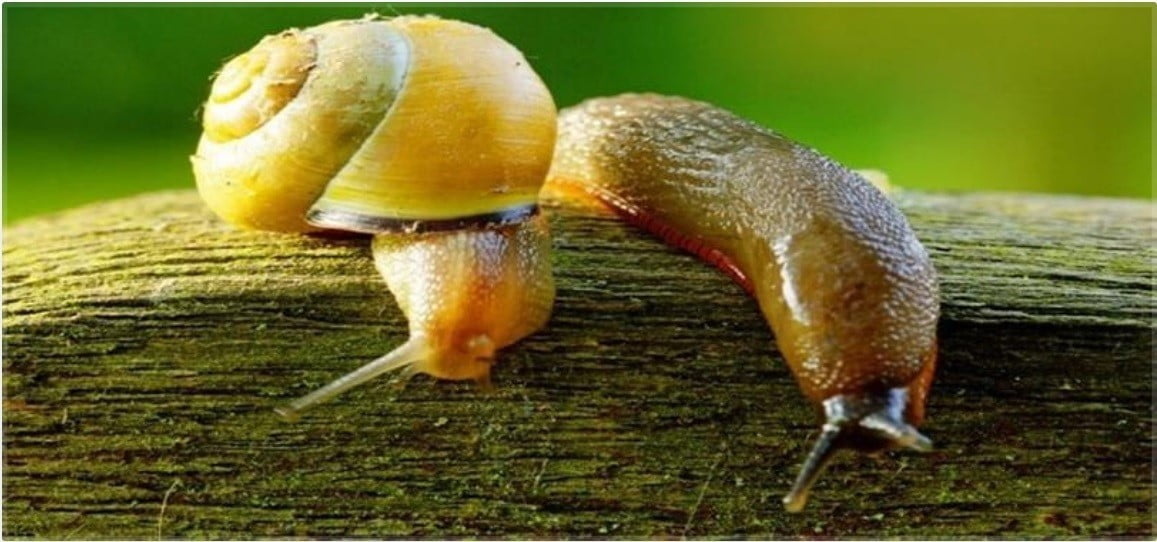 DÜZCE İL TARIM VE ORMAN MÜDÜRLÜĞÜ SALYANGOZ VE SÜMÜKLÜ BÖCEK UYARISI YAPARAK "ÜRETİM ALANLARININ...