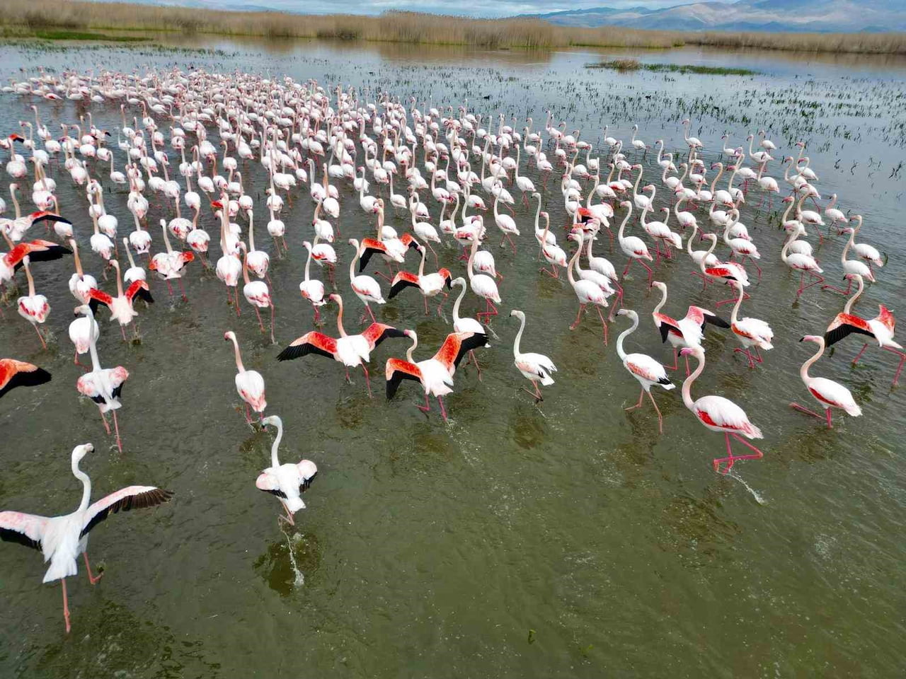 EBER GÖLÜ’NDE MOLA VEREN FLAMİNGOLAR GÖRENLERİ MEST ETTİ.