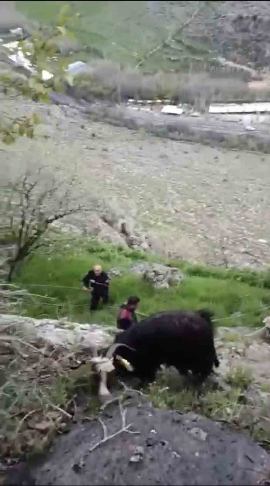 EDİNİLEN BİLGİYE GÖRE, BAGOK DAĞI MEVKİİNDE KEÇİLERİNİN DAĞLIK ALANDA MAHSUR KALDIĞINI FARK EDEN...