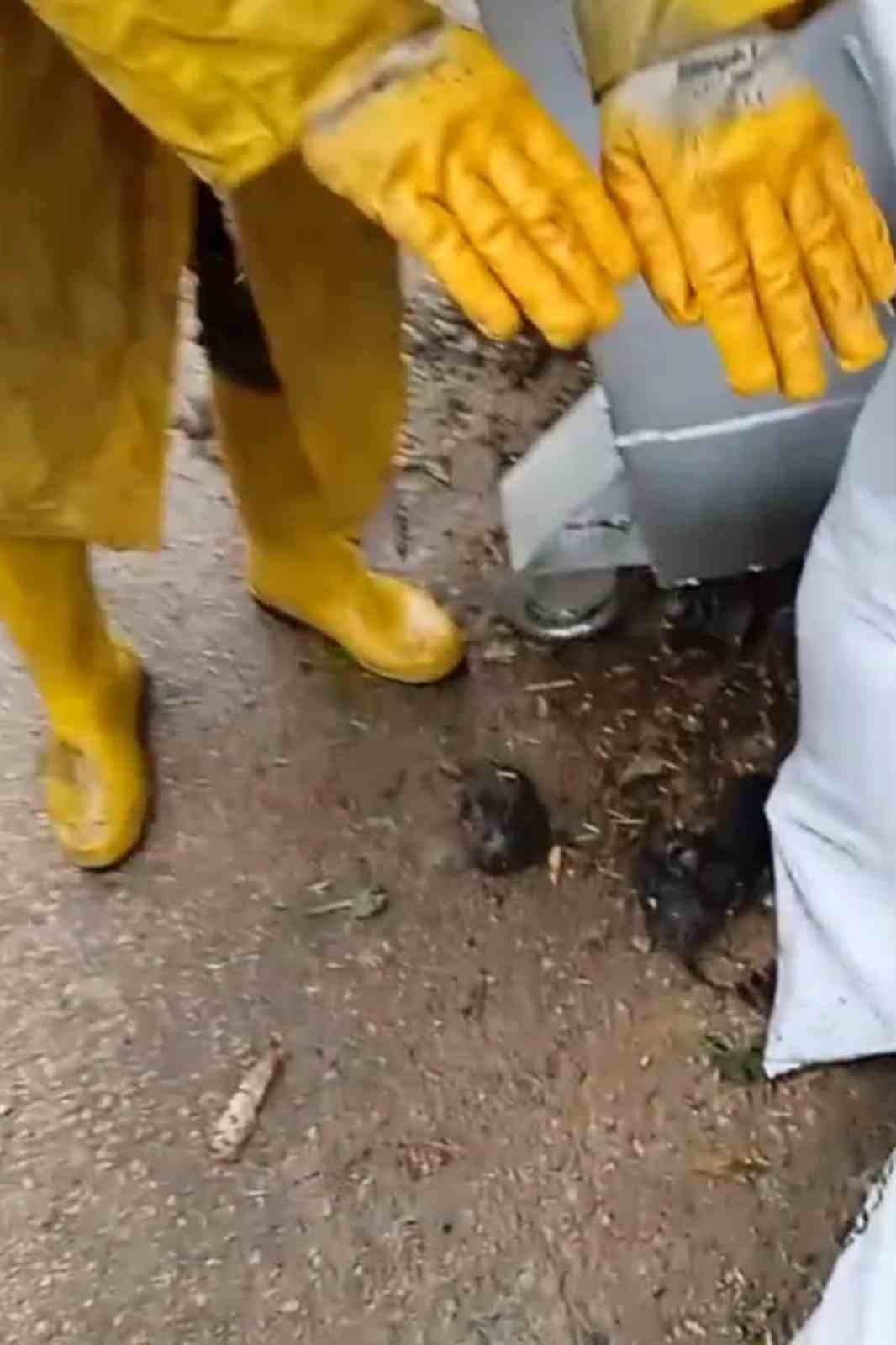 EKİP KEDİLER İÇİN SOBA YAKIP ISINMASINI SAĞLADI ARDINDAN DA ŞIRINGA İLE KEDİLERİ BESLEDİ.