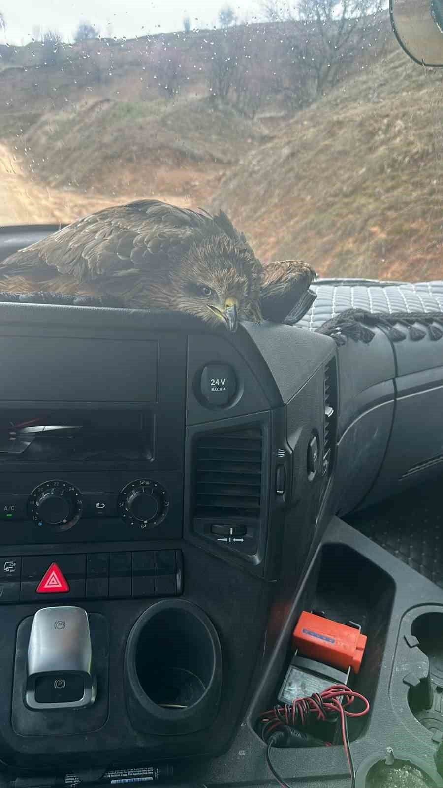 ELAZIĞ'DA VATANDAŞLAR TARAFINDAN YAKALANAN YARALI ŞAHİN, TEDAVİ EDİLMEK ÜZERE EKİPLERE TESLİM...