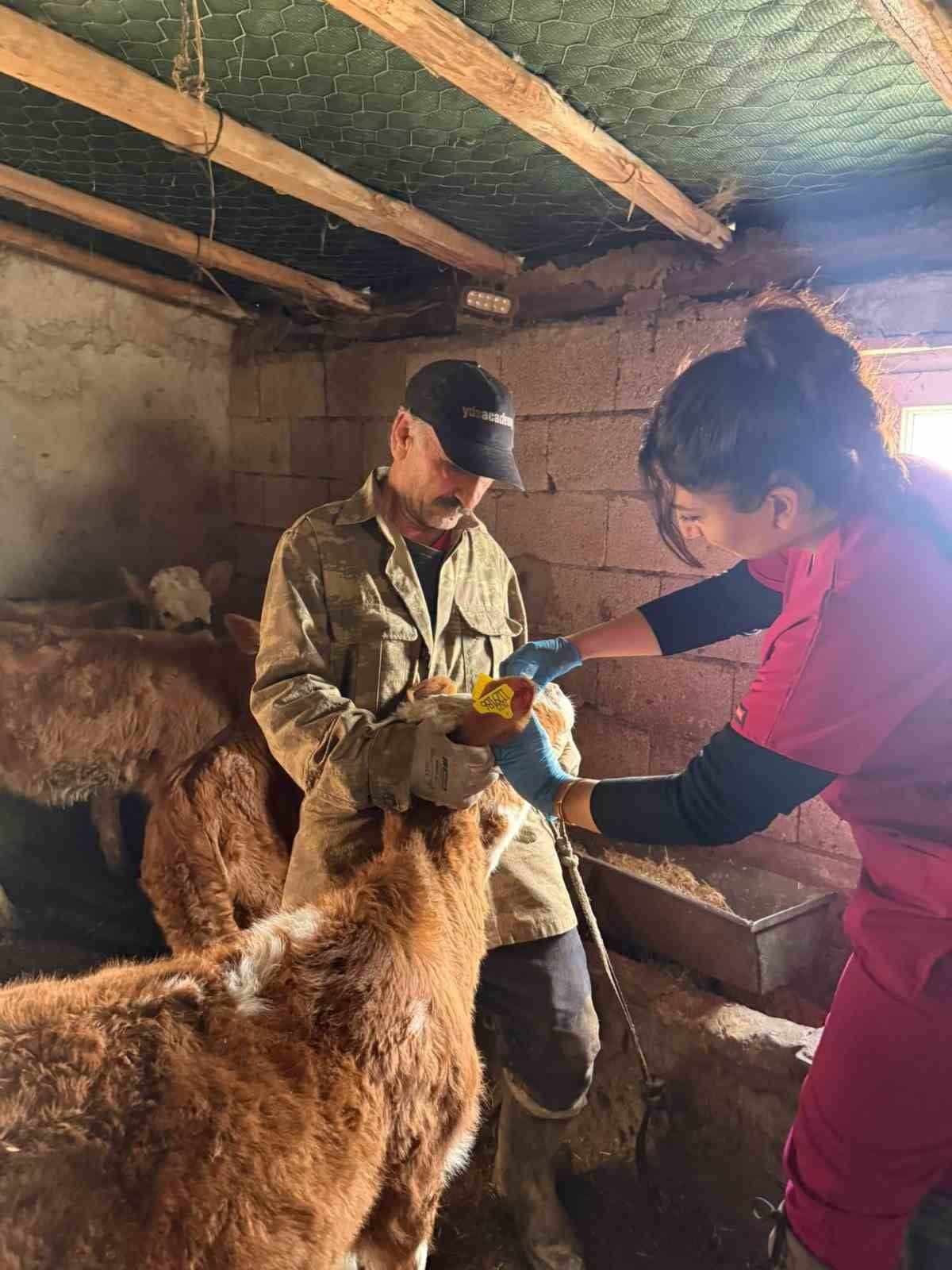 ELAZIĞ’DA DİŞİ BUZAĞILARA ŞAP AŞILAMASI