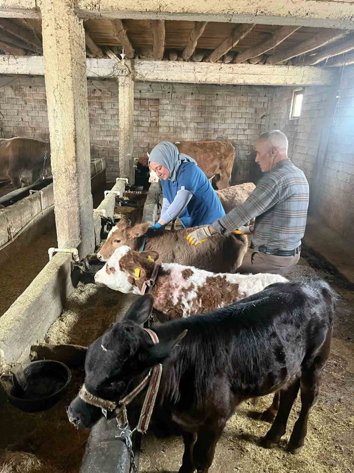 ELAZIĞ’DA DİŞİ BUZAĞILARA ŞAP AŞILAMASI