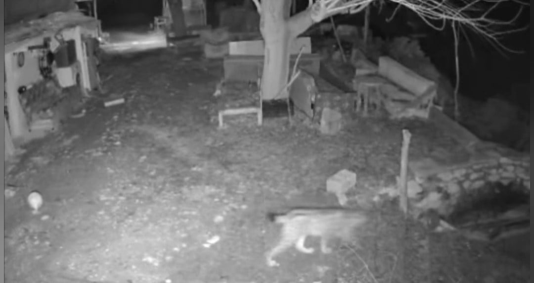 ELAZIĞ’DA EVİN ETRAFINDA YİYECEK ARAYAN VAŞAK GÜVENLİK KAMERALARI TARAFINDAN...