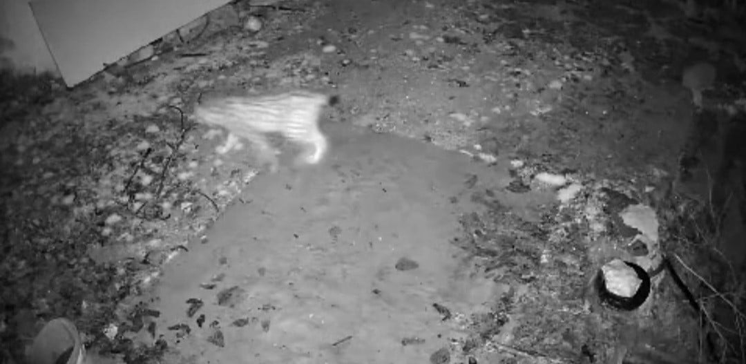 ELAZIĞ’DA EVİN ETRAFINDA YİYECEK ARAYAN VAŞAK GÜVENLİK KAMERALARI TARAFINDAN...