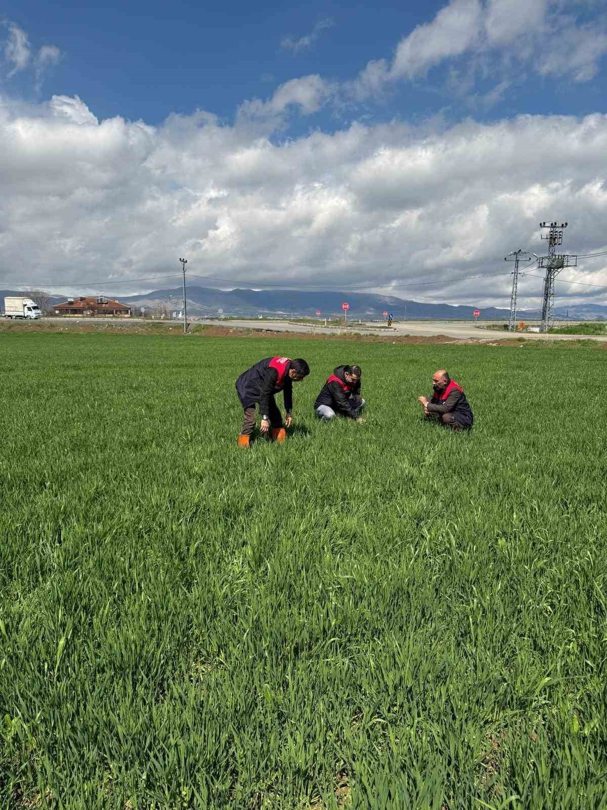 ELAZIĞ’DA HUBUBAT ÜRETİCİLERİNE KÖK VE KÖK BOĞAZI HASTALIK UYARISI