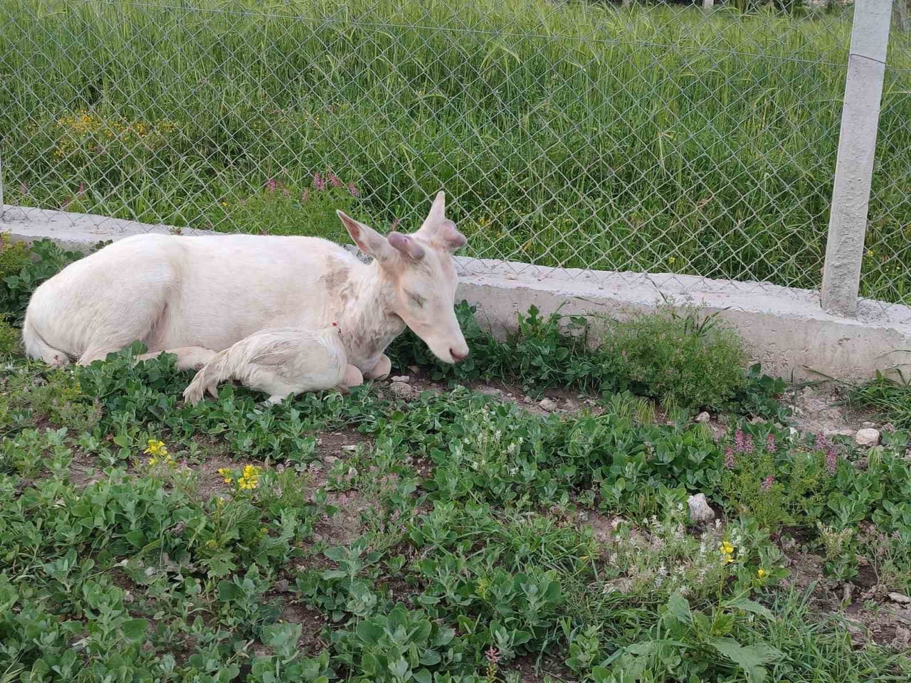 ELAZIĞ’IN AĞIN İLÇESİNDE BEMBEYAZ RENGİYLE DİKKAT ÇEKEN ALA GEYİK, DOĞAL YAŞAM ALANINDAN BİR EVİN...