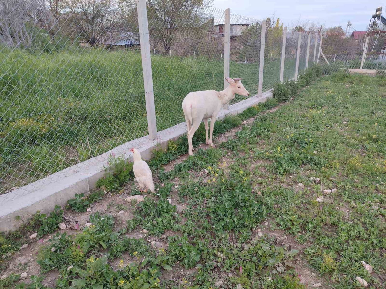 ELAZIĞ’IN AĞIN İLÇESİNDE BEMBEYAZ RENGİYLE DİKKAT ÇEKEN ALA GEYİK, DOĞAL YAŞAM ALANINDAN BİR EVİN...