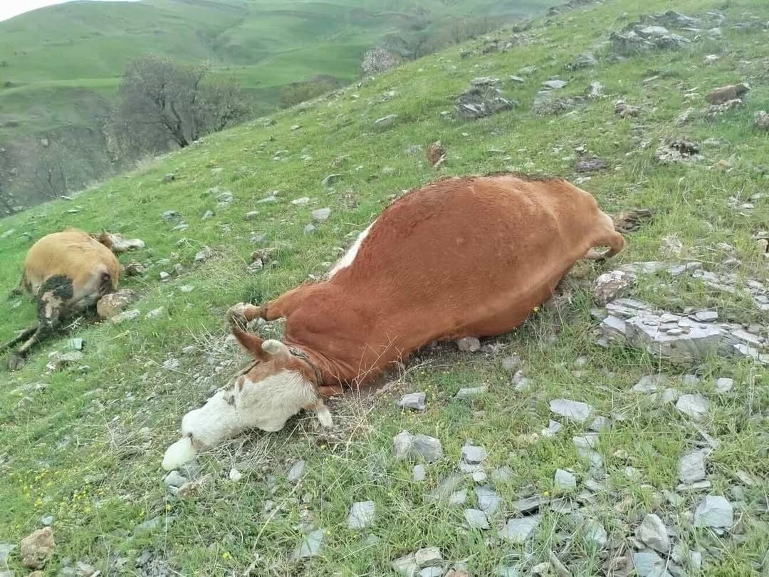 ELAZIĞ’IN SİVRİCE İLÇESİNDE YILDIRIM ÇARPMASI SONUCU 5 İNEK TELEF OLDU