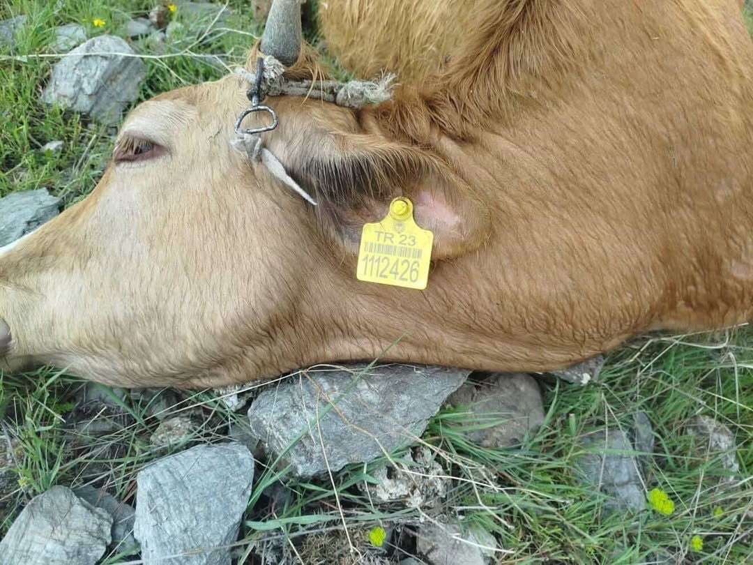 ELAZIĞ’IN SİVRİCE İLÇESİNDE YILDIRIM ÇARPMASI SONUCU 5 İNEK TELEF OLDU