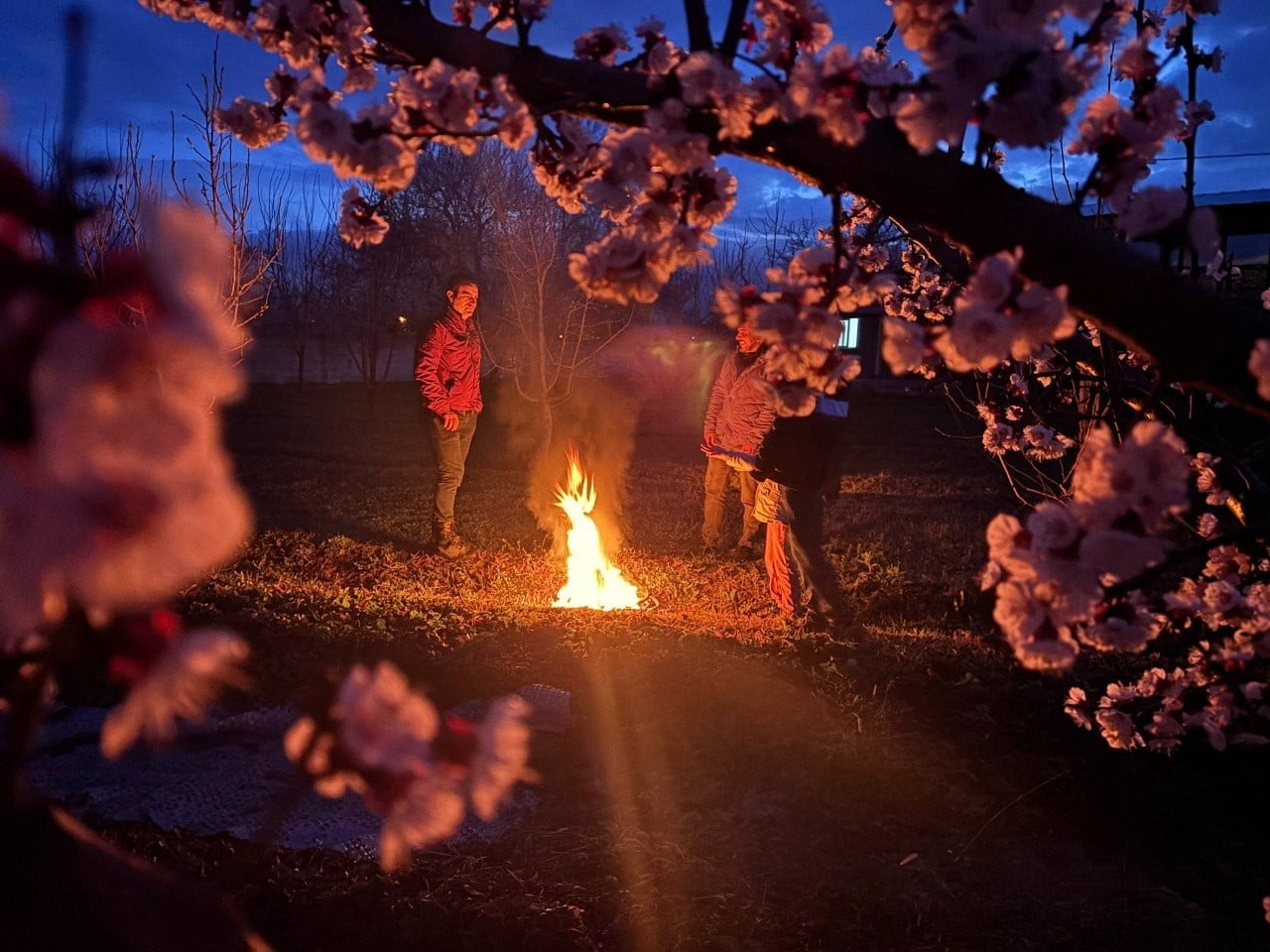 ERZİNCAN’DA HAVA SICAKLIKLARININ GECE SAATLERİNDE EKSİ DERECELERE KADAR DÜŞMESİ, ÇİÇEKLENME...