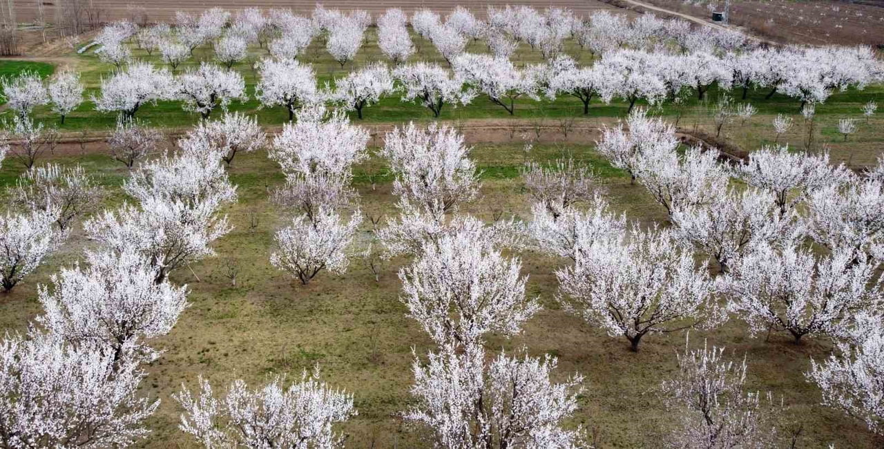 ERZİNCAN’DA HAVALARIN ISINMAYA BAŞLAMASIYLA BİRLİKTE MEYVE AĞAÇLARI DA ÇİÇEKLERİNİ AÇTI. ÇİÇEK...