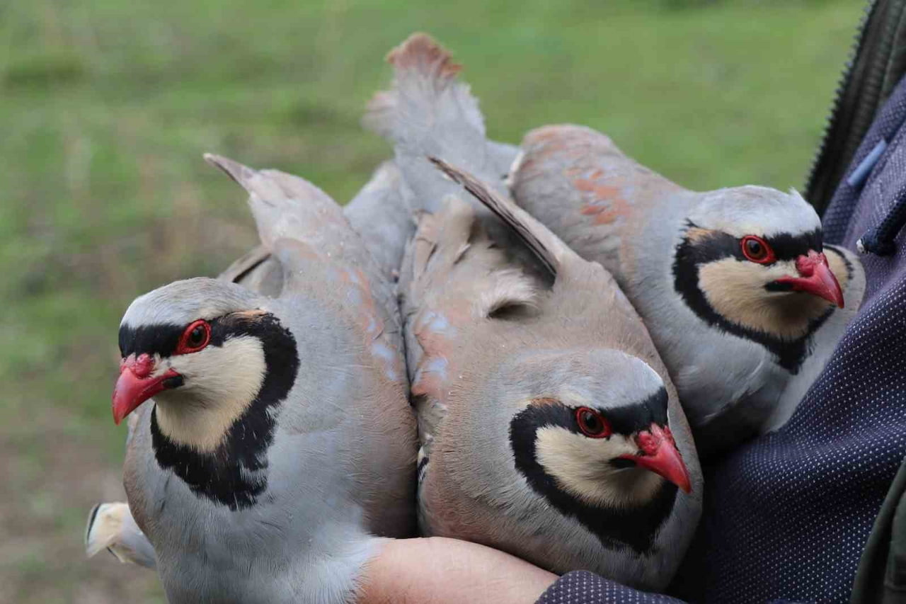 ERZURUM’UN OLTU İLÇESİNDE, KINALI KEKLİK POPÜLASYONUNUN SÜRDÜRÜLEBİLİRLİĞİNİ SAĞLAMAK VE TÜRLERİN...