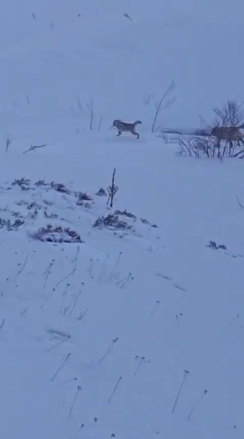 ERZURUM’UN TEKMAN İLÇESİNDE SÜRÜYE SALDIRAN KURTLAR KANGAL KÖPEKLERİNCE ENGELLENDİ.