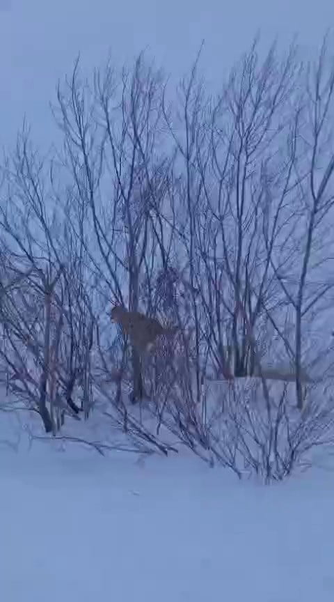 ERZURUM’UN TEKMAN İLÇESİNDE SÜRÜYE SALDIRAN KURTLAR KANGAL KÖPEKLERİNCE ENGELLENDİ.