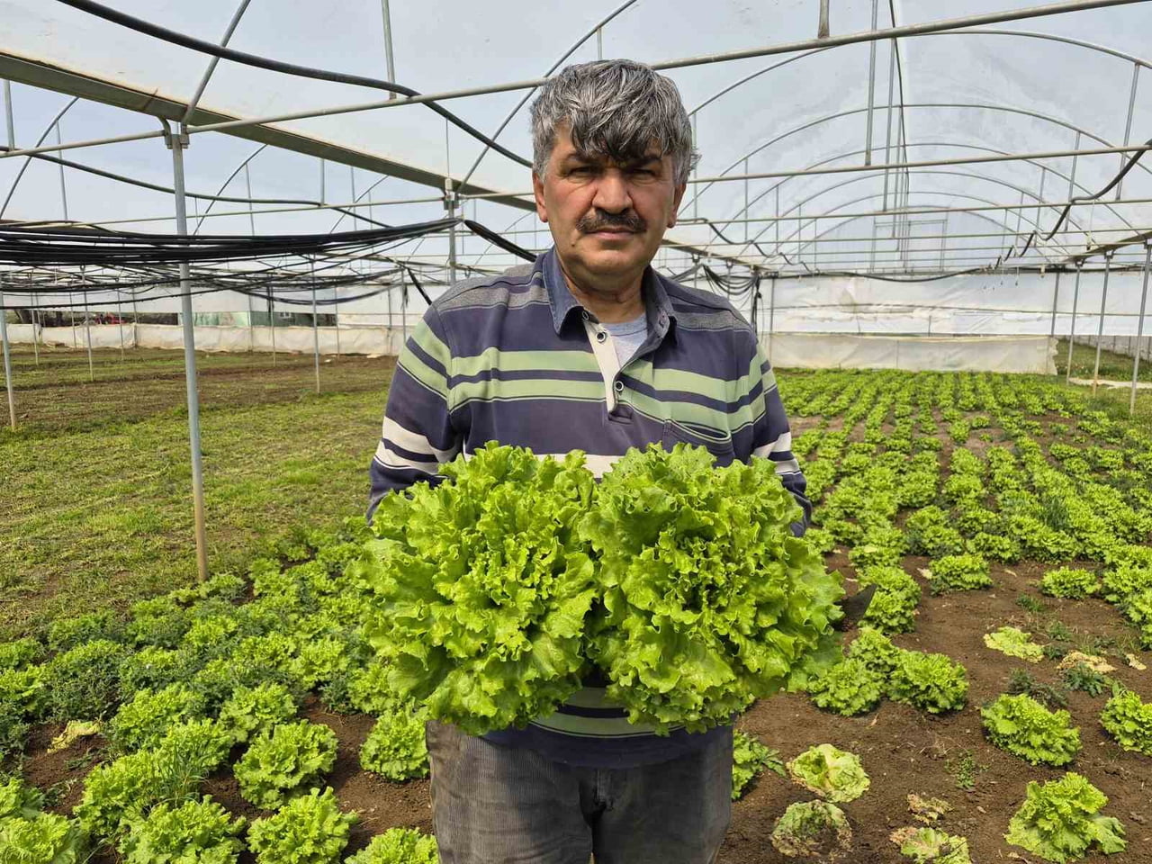 ESKİŞEHİR'DE ÇİFTÇİLİK YAPAN YEŞİL SAKARYA ÜRETİCİLER BİRLİĞİ BAŞKANI SÜLEYMAN BULUŞAN, MARUL...