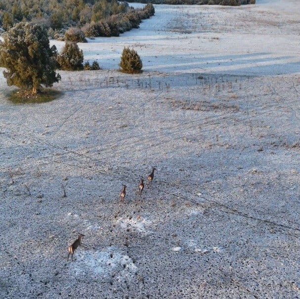 ESKİŞEHİR'DE KARLI DOĞA MANZARASI KAYDEDEN VATANDAŞIN, KADRAJINA TESADÜFEN KOŞUŞTURAN GEYİKLER...
