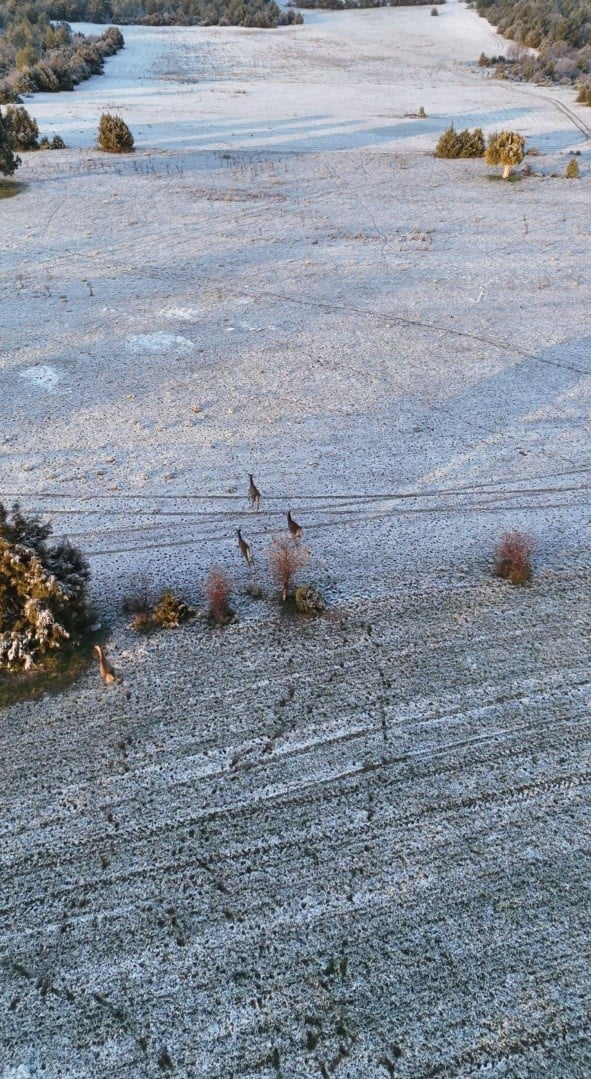 ESKİŞEHİR'DE KARLI DOĞA MANZARASI KAYDEDEN VATANDAŞIN, KADRAJINA TESADÜFEN KOŞUŞTURAN GEYİKLER...