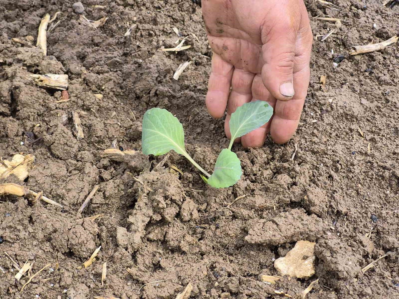 ESKİŞEHİR'DE TOPRAKLA BULUŞTURULAN YILIN İLK TOHUM VE FİDELERİN ÖNÜMÜZDEKİ AY İTİBARİYLE MAHSUL...